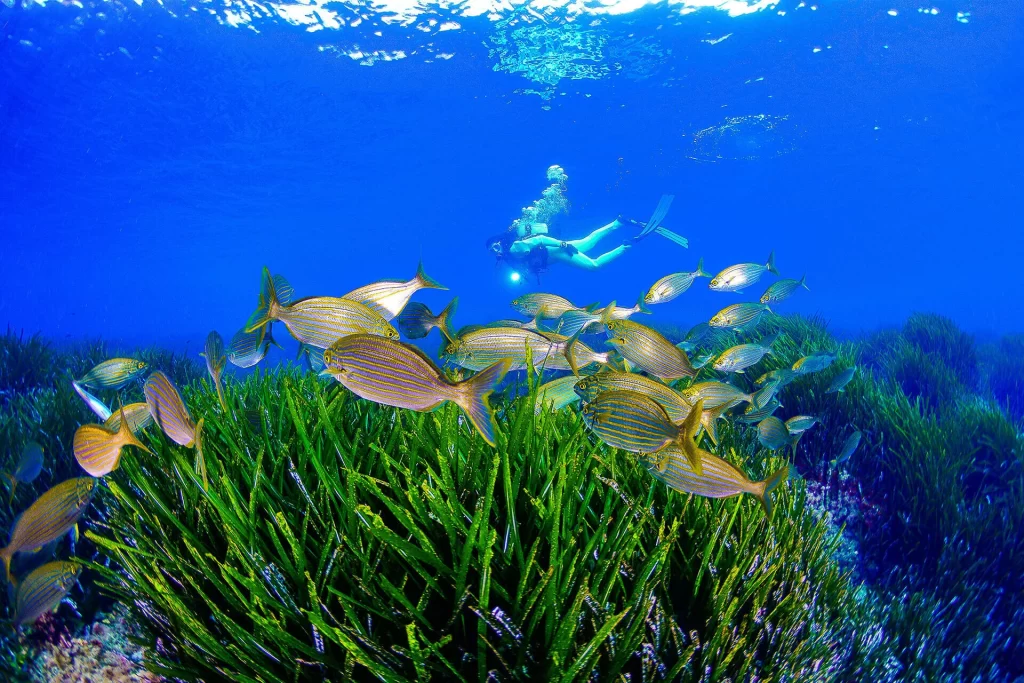 Kayak, buceo y natación en aguas abiertas para impulsar el turismo en la Costa Cálida